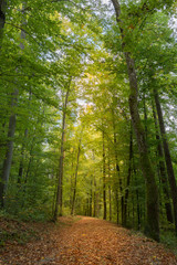 Fototapeta premium Herbstwald - goldener Herbst
