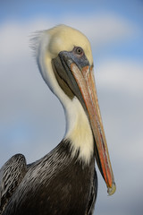 Brown Pelican Portrait