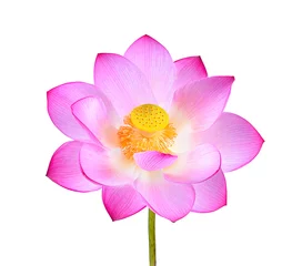 Rolgordijnen Lotusbloem pink lotus flower isolated on white background