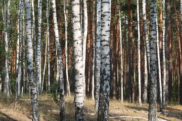 Beautiful birches in forest in early autumn