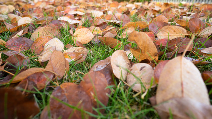 Herbstlaub im Vorgarten
