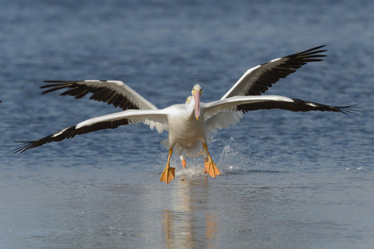 American White Pelican X-Wing landing