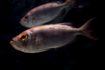 Naklejka premium アカハタ