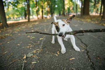 happy funny jack russel terrier dog walking and playing with stick in autumn forest