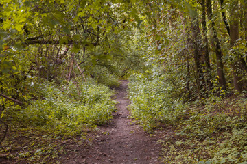 Forest path in autumn