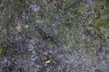 earth with moss texture - 175234191