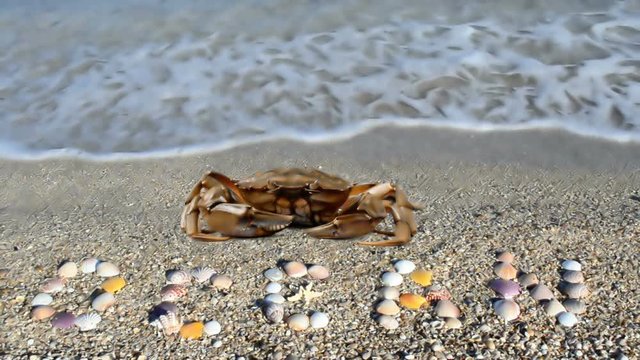	Crab and an inscription from shells "ocean".