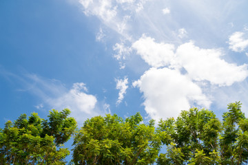 Obraz premium The sky and clouds have a tree in the foreground.