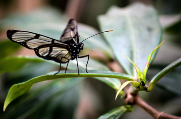 Black butterfly in Ecuadorian rain forest