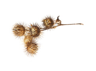 Dry burdock isolated on white background