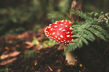 mushroom. red