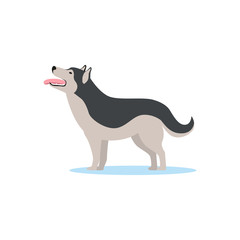 Siberian husky dog vector Illustration
