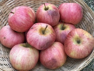 Many red organic apples in a basket, autumn season 