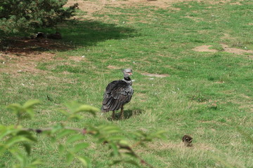 Southern screamer