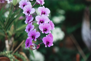 Pink and Purple Orchids against Green Background in Thailand