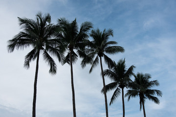 Fototapeta na wymiar Silhouette of Five Palm Trees Standing Tall on a Sunny Day