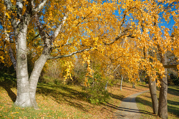 Obraz premium Colorful Autumn in Park, Toronto, Ontario, Canada