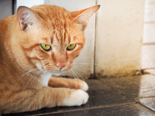 Fototapeta na wymiar Thai cat Looking At Camera, Close up and selective focus