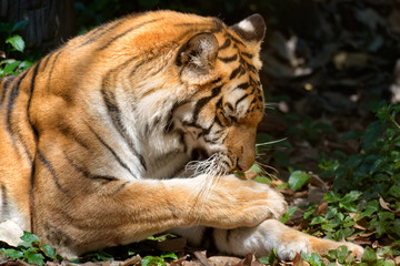 Beautiful portrait of bengal tiger in forest.