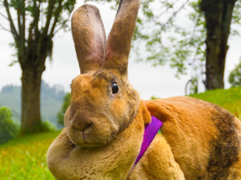 Conejo