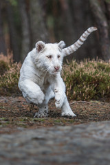 Bengal tiger (Panthera tigris tigris)albino white india