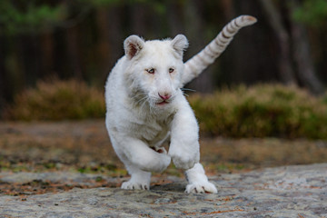 Naklejka na ściany i meble Bengal tiger (Panthera tigris tigris)albino white india