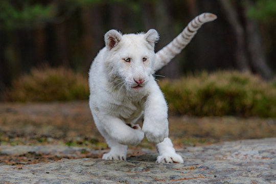 Bengal tiger (Panthera tigris tigris)albino white india