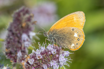 Obraz premium Chestnut Heath - Coenonympha glycerion