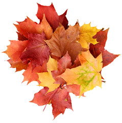 Autumn maple leaves background