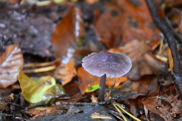 Close-Up of mushroom , wild forest mushroom , small mushroom , fungi , brown mushroom