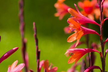Bright fluorescent pink and orange mixed color Gladiolus flowers with a green background