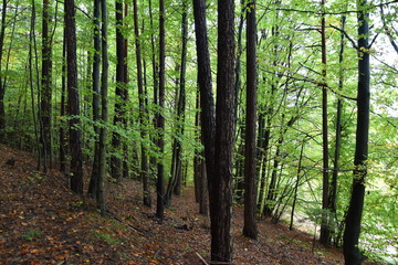 Primeval forest, Bavarian forest national park, autumn