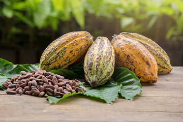 Raw Cocoa beans and cocoa pod on a wooden surface
