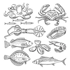 Hand drawing vector illustrations of sea food for restaurant menu