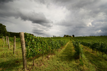 Fototapeta na wymiar Vineyards and cloudy sky