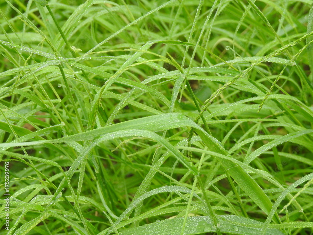 Wall mural green grass