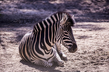 Fototapeta na wymiar animal, africa, zoo, zebra, safari, wildlife