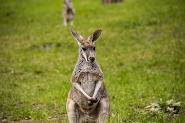 Naklejka na ściany i meble kangaroo, animal, australia, zoo, wildlife, nature