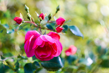 Rote Rosen mit weichem Hintergrund