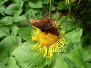 insects and wild vegetation of the Ukrainian Carpathians.