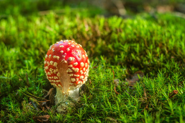 Amanita muscaria, a poisonous mushroom in a forest