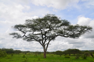 Obraz premium The African landscape. Tanzania