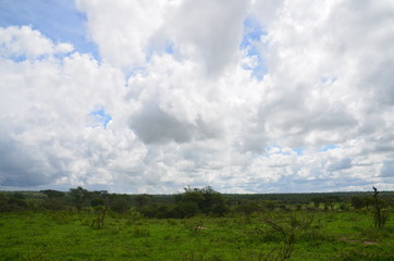 The African landscape. Tanzania