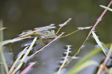 Лягушка в пруду
