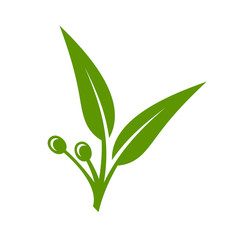 Eucalyptus Green Leaves Icon on White Background. Vector
