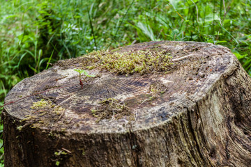 Stump with moss and ring tree, Cansiglio Forest, veneto, Italy