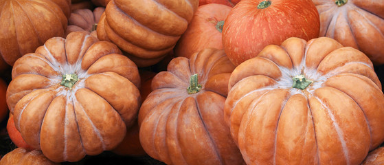 Pumpkins. Autumn harvest background with pumpkins
