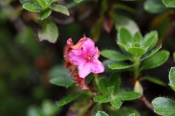 Hairy alpenrose (Rhododendron hirsutum)