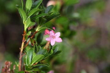 Hairy alpenrose (Rhododendron hirsutum)