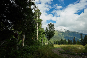 Fototapeta na wymiar Beautiful mountain forest landscape.